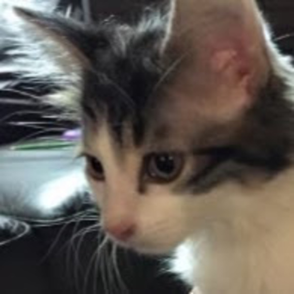 Meet your Posher, Theodore - Picture 1 of 1